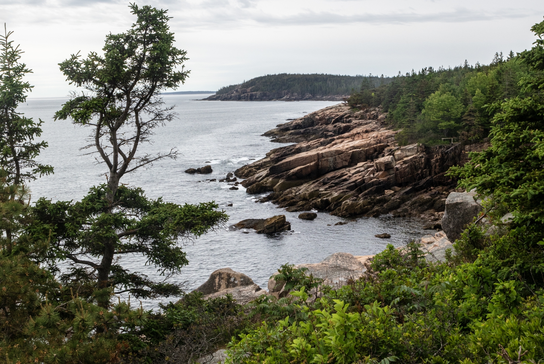 Arcadia NP June 2024